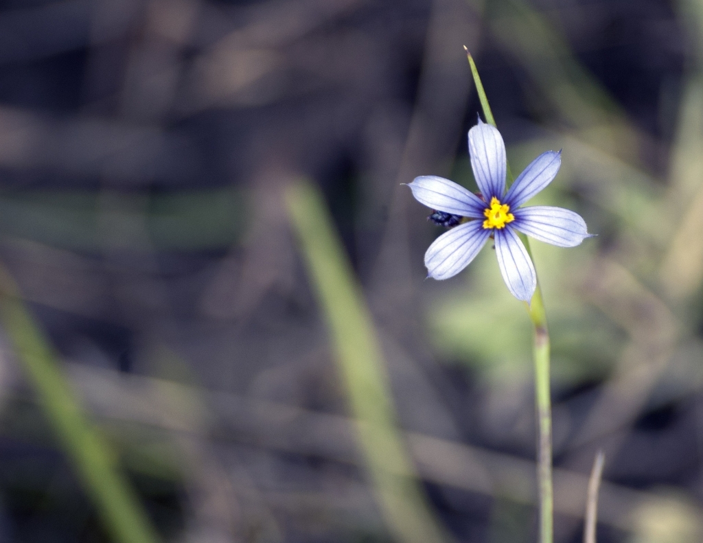 flower-2372998_1920.jpg