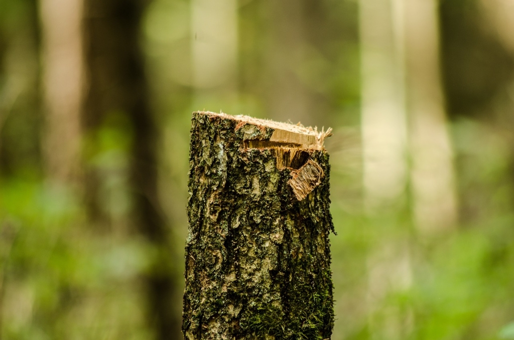 forest-2865954_1280.jpg
