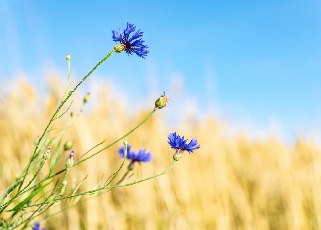 cornflower-5404185_1280.jpg